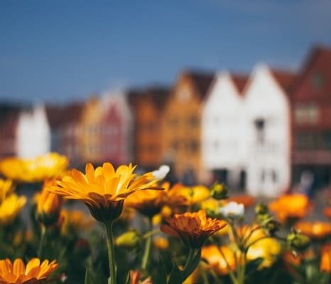 Flowers with buildings in the background.